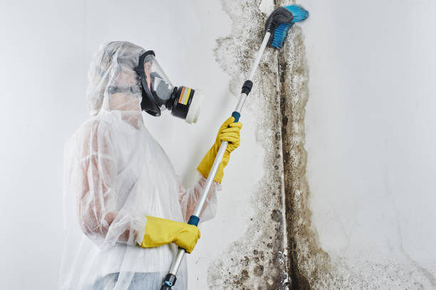 Best Mold Cleaning Services  in Cody, WY