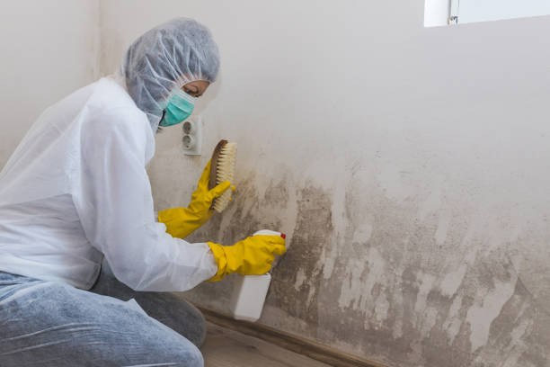 Attic Mold Removal in Cody, WY