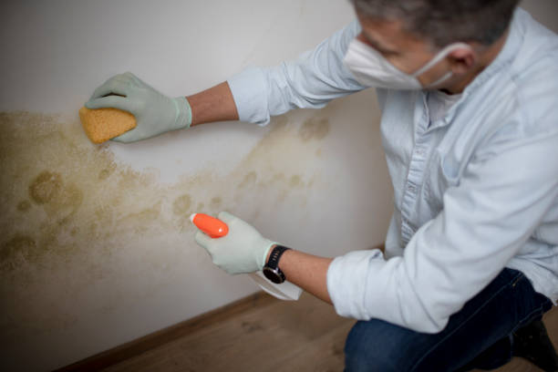 Best Attic Mold Removal  in Cody, WY