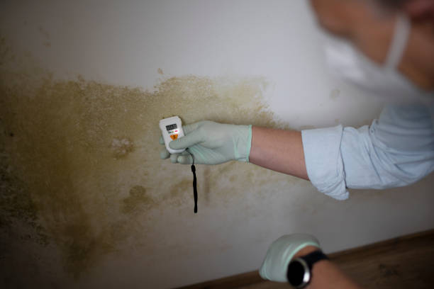 Best Mold Damage Repair  in Cody, WY