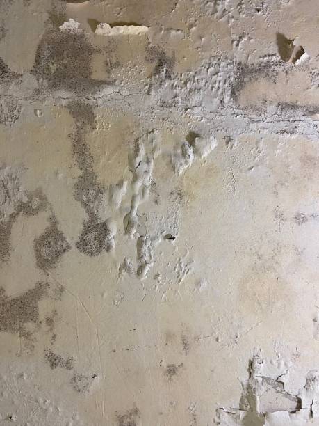 Best Attic Mold Removal  in Cody, WY
