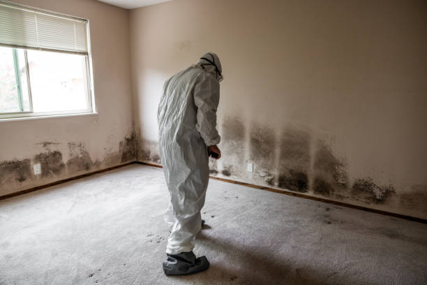 Professional Mold Removal in Cody, WY