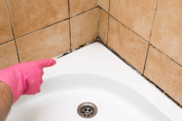Best Fast Mold Removal  in Cody, WY